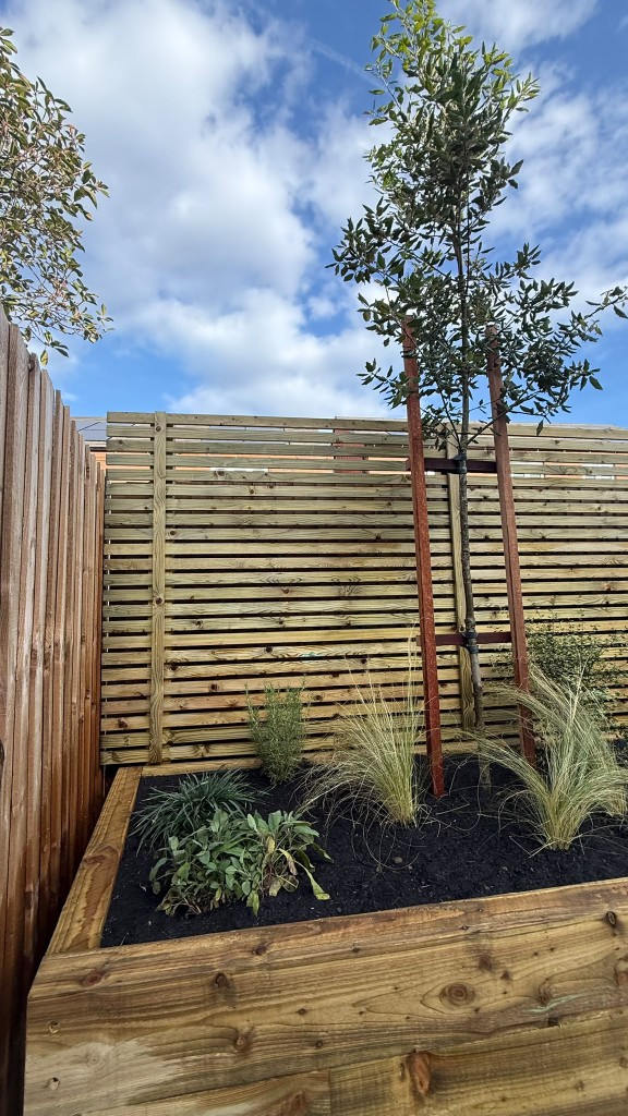 Corner of the raised planter with a staked tree, feather grasses and new planting