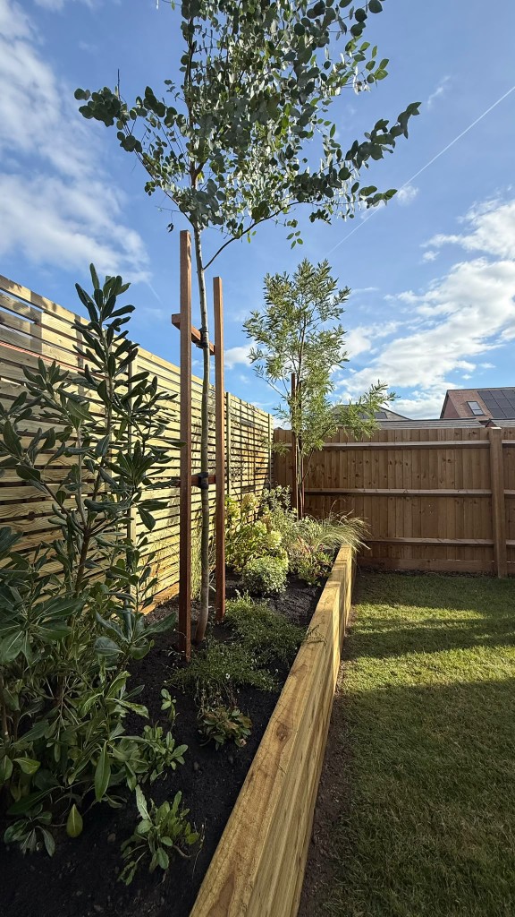 Eucalyptus tree on timber stakes in the raised planter with shrubs below