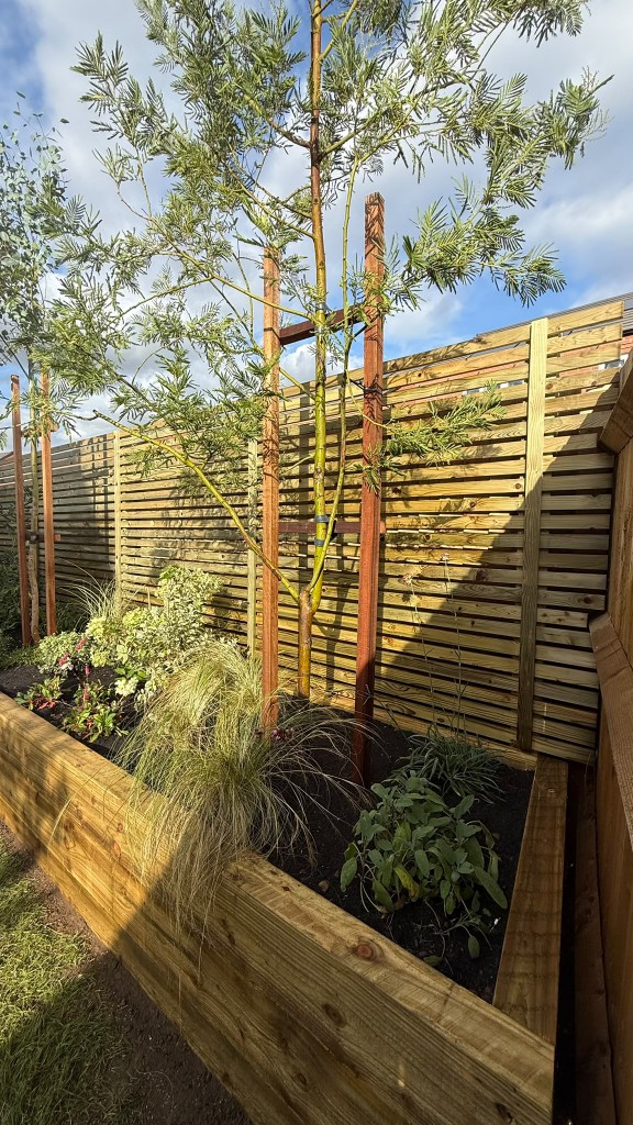 Feathery-leaved tree, ornamental grasses and new planting in the raised timber bed
