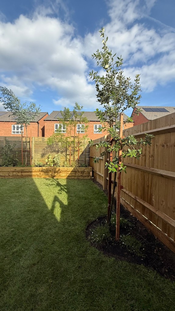 Young tree in a new corner bed by the boundary fence, with the raised planter beyond