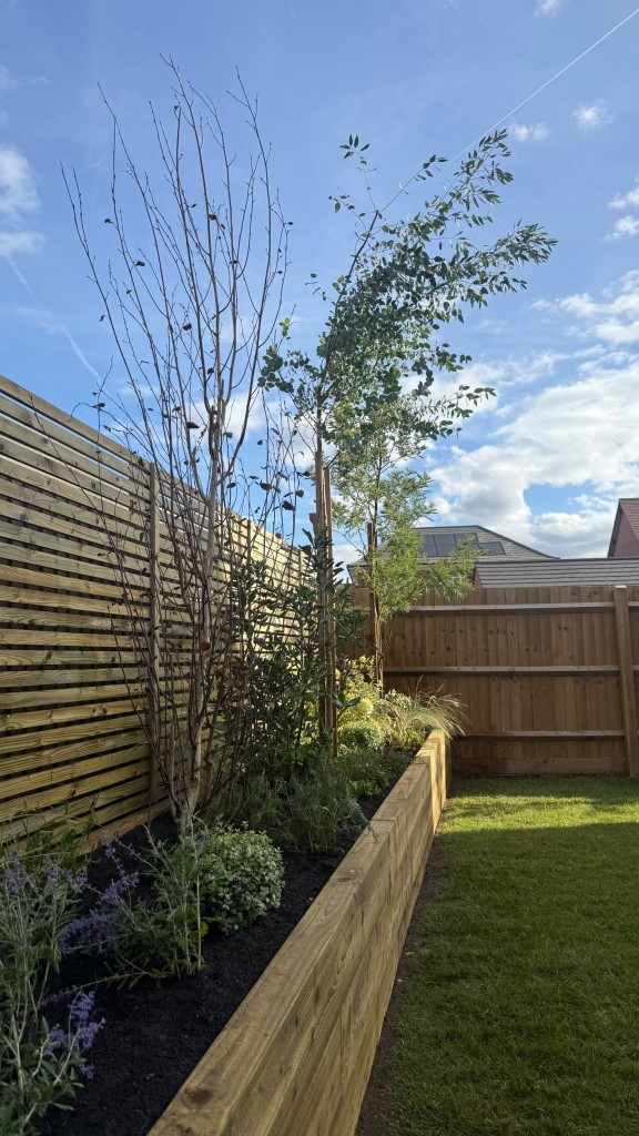Multi-stem tree and low-maintenance planting at the end of the raised bed
