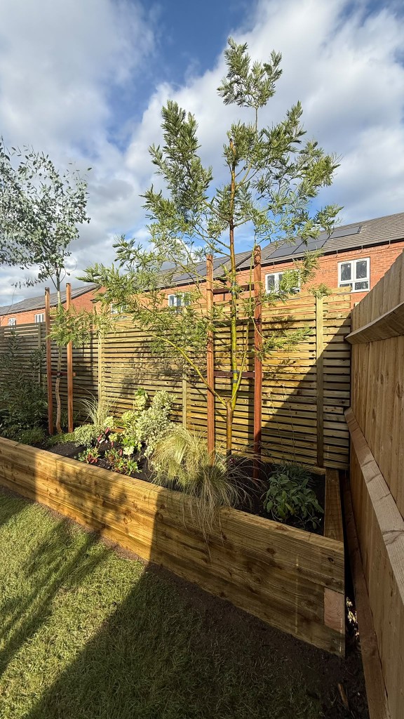 Mature tree with timber stakes rising from the raised bed in front of the slatted fence